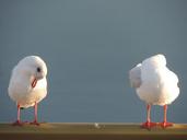 seagulls-sea-gull-birds-unity-781674.jpg