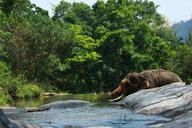 elephant-water-mist-wild-nature-385266.jpg