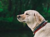 labrador-retriever-dog-head-canine-932738.jpg