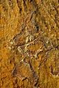 fossil-rock-geology-prehistoric-389024.jpg