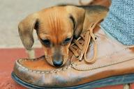 puppy-brown-shoe-leather-dog-pet-316076.jpg