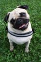 pug-dog-pet-cute-black-943499.jpg