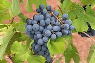 grapes-black-fruit-vineyard-522008.jpg