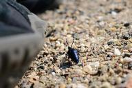 beetle-insect-close-nature-348917.jpg