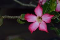 the-azalea-flowers-desert-flower-1205389.jpg