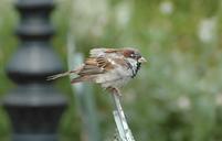 sparrow-bird-animal-feathers-935940.jpg