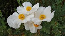 matilija-poppies-dinner-plate-poppies-1098621.jpg