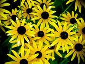 cone-flowers-yellow-flowers-nature-698991.jpg