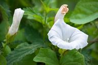 bindweed-blossom-bloom-bud-1492956.jpg