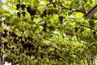 vines-germany-green-vine-rebstock-181317.jpg