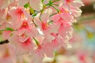 cherry-blossoms-spring-plant-flower-713951.jpg