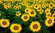 sunflowers-flowers-yellow-1180973.jpg