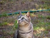 cat-tabby-feline-pet-660433.jpg