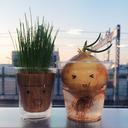 onion-grass-potted-plant-expression-744997.jpg