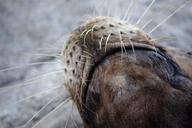 sea-lion-monterey-wildlife-nose-988910.jpg