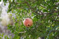 pomegranate-fruit-nature-tree-265010.jpg