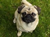 pug-purebred-dog-beige-cute-funny-1534681.jpg