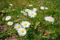 daisy-flower-blossom-bloom-white-324078.jpg