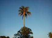 coconut-tree-palm-palm-tree-nature-437773.jpg