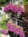 spiral-staircase-italy-flowers-335873.jpg