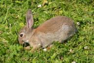 rabbit-haas-grassland-715550.jpg