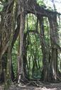 trees-nature-roots-natural-648825.jpg