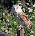 barn-owl-owl-bird-animal-wildlife-275942.jpg