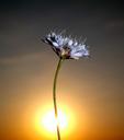 sunset-silhouette-east-flower-sun-877883.jpg