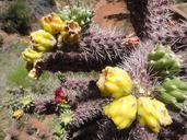 arizona-flower-cactus-desert-plant-287328.jpg