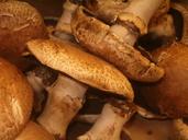 mushroom-organic-cuisine-1501220.jpg