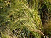 barley-spike-cereals-barley-field-496780.jpg