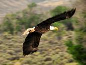 bald-eagle-eagle-bald-flying-940498.jpg