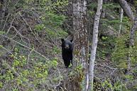 5-6-15_Black_Bear.jpg