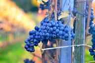 grapes-blue-viticulture-wine-fresh-492584.jpg