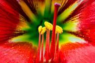 pistil-pollen-blossom-bloom-flower-276595.jpg