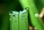 grass-nature-drop-macro-leaves-570971.jpg