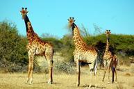 giraffe-animal-safari-wildlife-394812.jpg