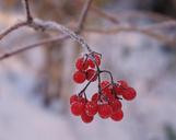 winter-snow-cold-shrubs-berries-1125644.jpg