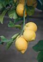 lemons-plant-tree-fruit-532754.jpg