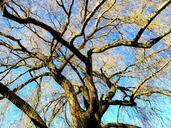 tree-weeping-willow-light-sun-sky-273411.jpg