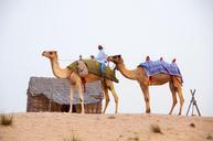 desert-camels-dubai-639297.jpg