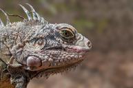 iguana-reptile-wildlife-animal-535275.jpg