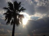 palm-tree-city-sun-clouds-dusk-604832.jpg