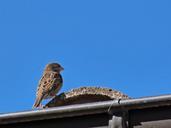 sparrow-roof-sky-bird-990040.jpg