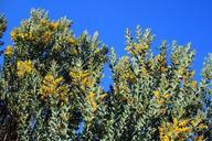 acacia-tree-tree-acacia-flowers-637192.jpg