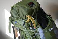 travel-backpack-giraffe-backpacker-641635.jpg