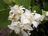 Citrus blossoms covered in dew.jpg