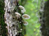 porcelain-fungus-nature-forest-487028.jpg