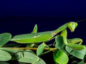 praying-mantis-fishing-locust-235031.jpg