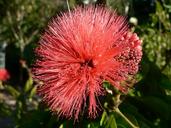 powder-puff-flower-plant-bush-1343500.jpg